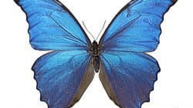 Lepidóptera azul
